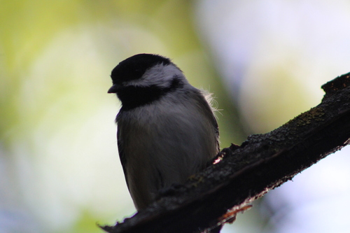 Black-capped Chickadee