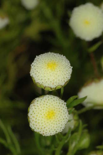 Image of Cotula bipinnata by (c) Chris Lindorff, some rights reserved (CC BY)