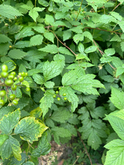 (c) rosaceae_roberts, some rights reserved (CC BY) Actaea rubra, photograph (c) rosaceae_roberts, some rights reserved (CC BY)