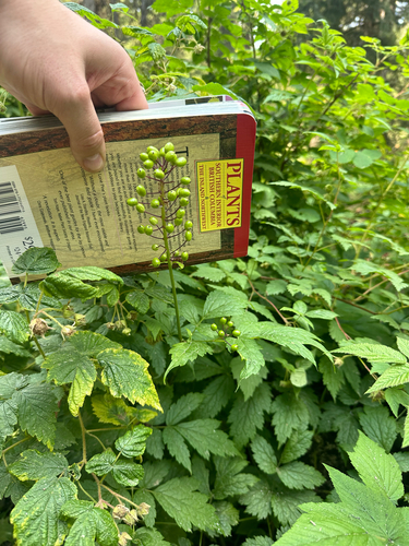 Actaea rubra, photograph 1
