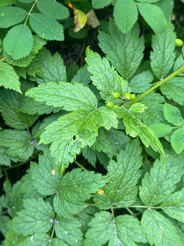 Actaea rubra, photograph 4