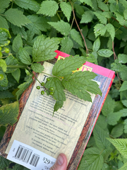 (c) rosaceae_roberts, some rights reserved (CC BY) Actaea rubra, photograph (c) rosaceae_roberts, some rights reserved (CC BY)