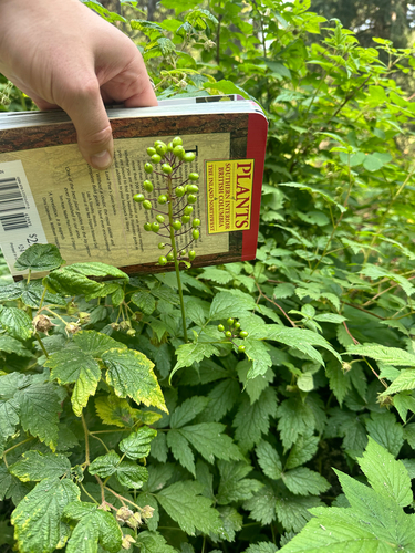 Actaea rubra, photograph 2