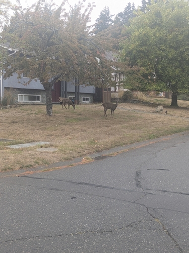 Columbian Black-tailed Deer