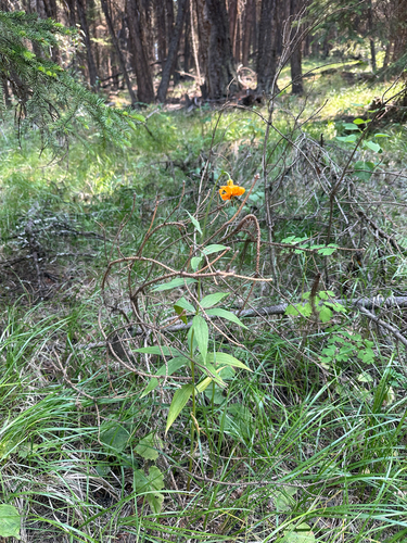 Lilium columbianum, photograph 1