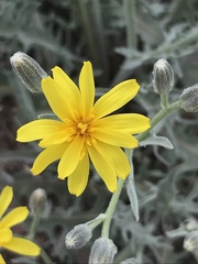 Crepis intermedia