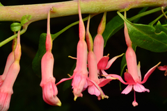 Fuchsia lycioides