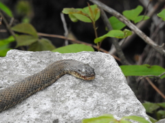 Nerodia sipedon insularum