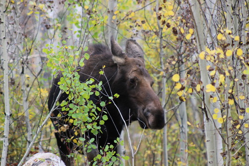 Shiras Moose