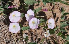 Convolvulus arvensis