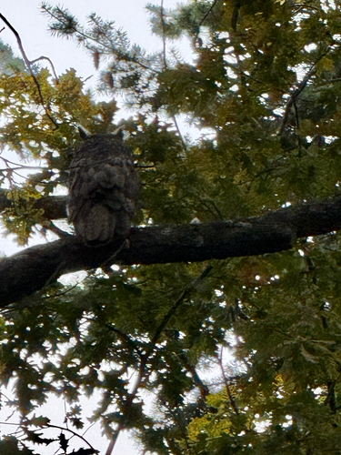 Great Horned Owl