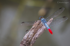 Planiplax erythropyga