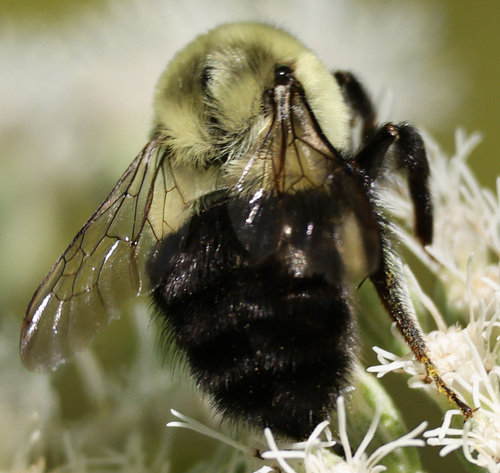 Common Eastern Bumble Bee