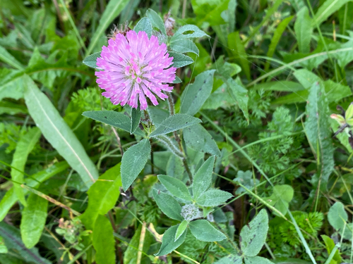 Red Clover