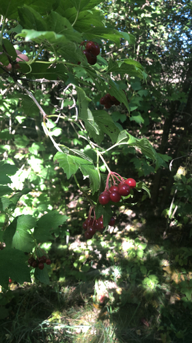 guelder-rose