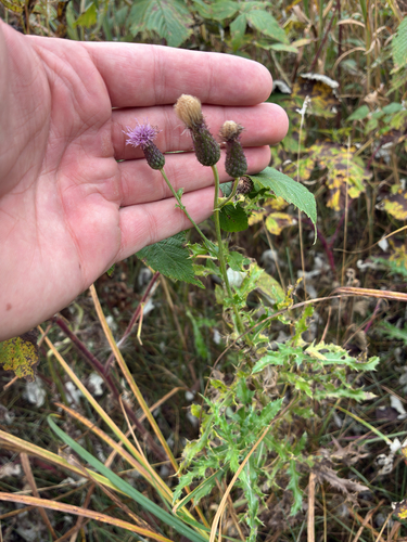 creeping thistle
