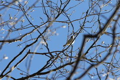 Vireo gilvus