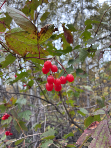 guelder-rose
