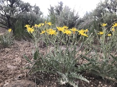 Crepis intermedia