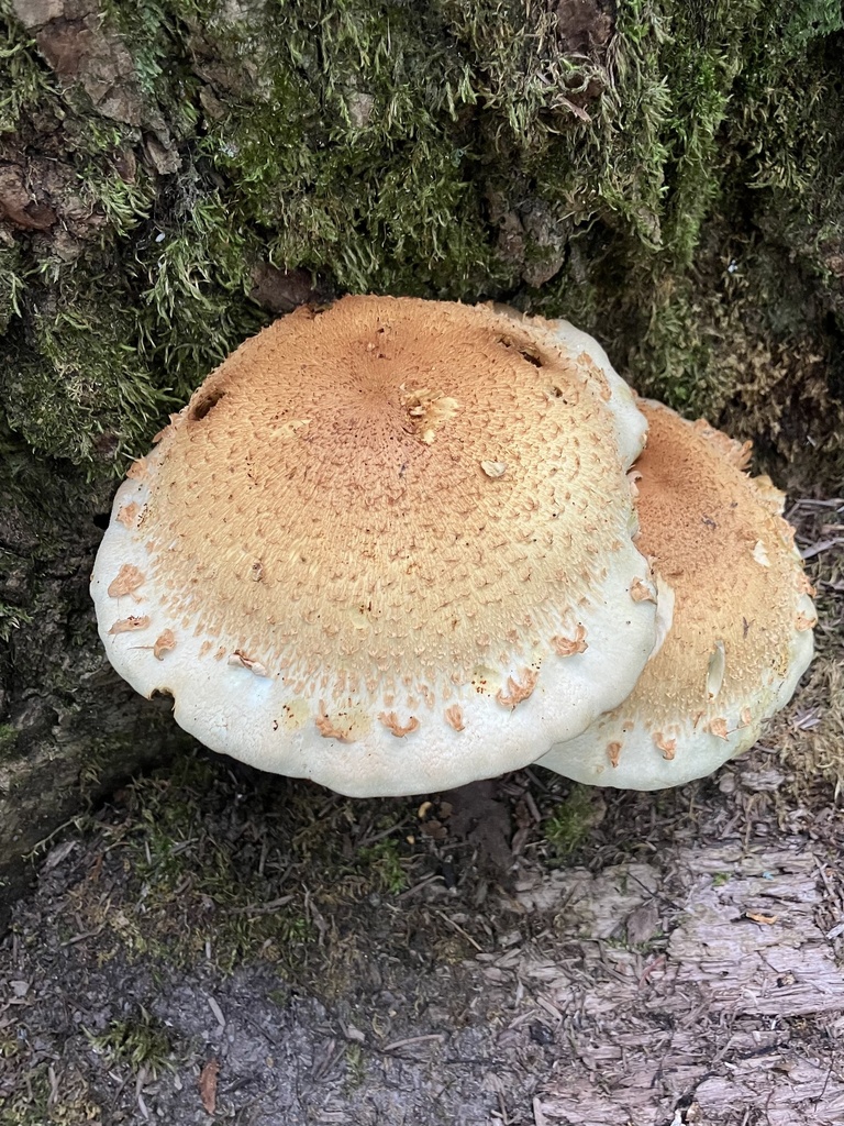 shaggy scalycap · September 2026 · photo: Photo: (c) Rose Zappa, some rights reserved (CC BY) · iNaturalist