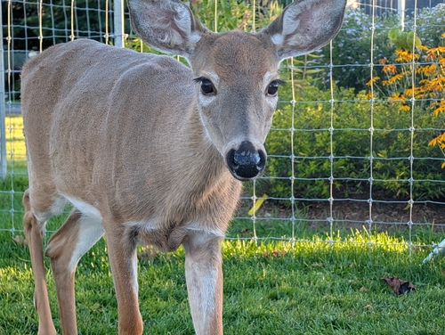 White-tailed Deer