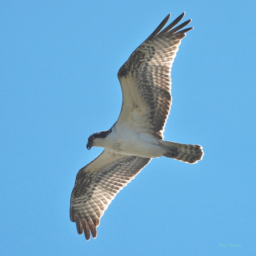 Osprey