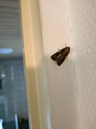 Setaceous Hebrew Character