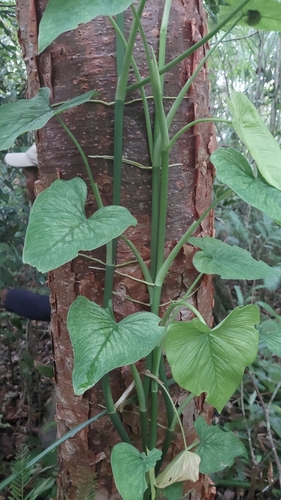 Philodendron jacquinii, photograph 1