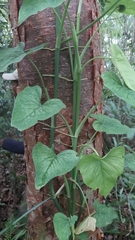 Philodendron jacquinii