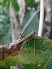 Orthoptera