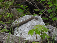 Nerodia sipedon insularum