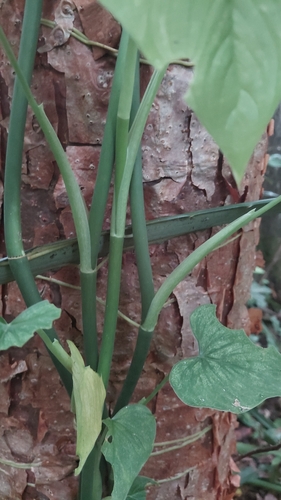 Philodendron jacquinii, photograph 3