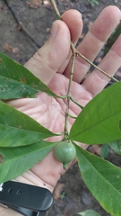 Alibertia edulis