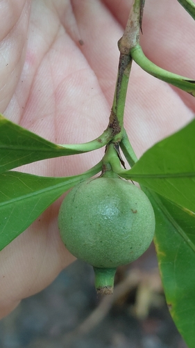 Alibertia edulis, photograph 2