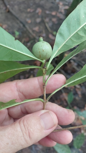 Alibertia edulis, photograph 3