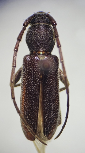 Anelaphus moestus