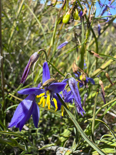nodding blue lily