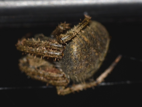 Spotted Orbweaver