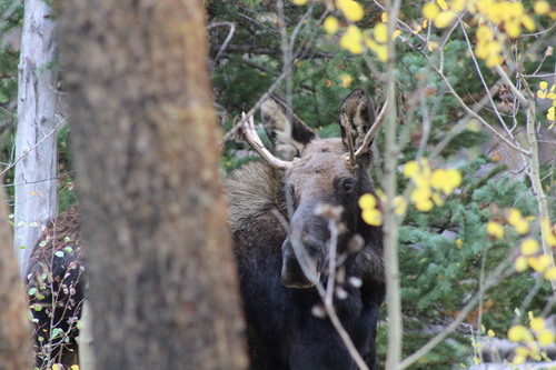 Moose