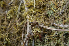 Agriotes collaris