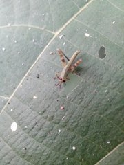 Orthoptera