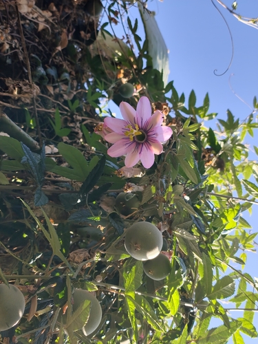 Passiflora pinnatistipula