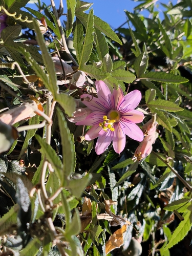 Passiflora pinnatistipula, photograph 2