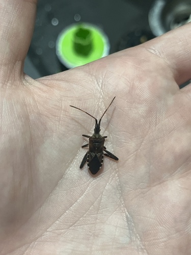 Western Conifer Seed Bug