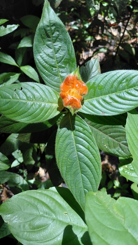 Palicourea tomentosa, photograph 2