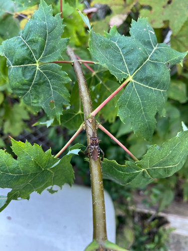 Western Conifer Seed Bug