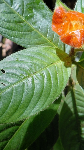 Palicourea tomentosa, photograph 3