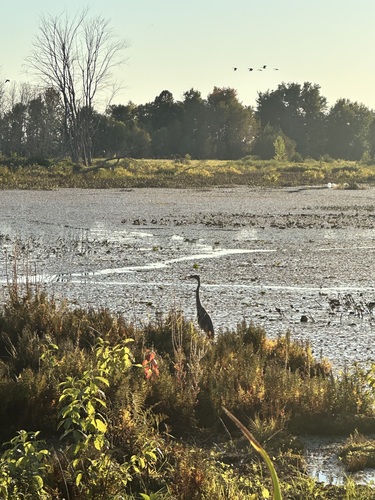 Great Blue Heron
