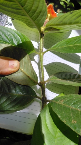 Palicourea tomentosa, photograph 4