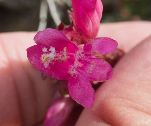 Penstemon newberryi, photograph 3